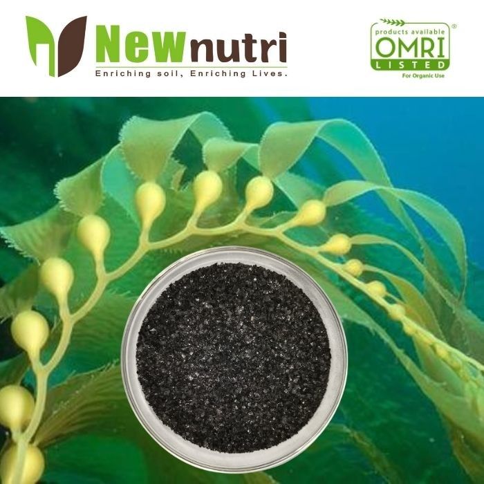 8% Alginic Acid 100% Water Soluble Seaweed Extract Powder Fertilizer